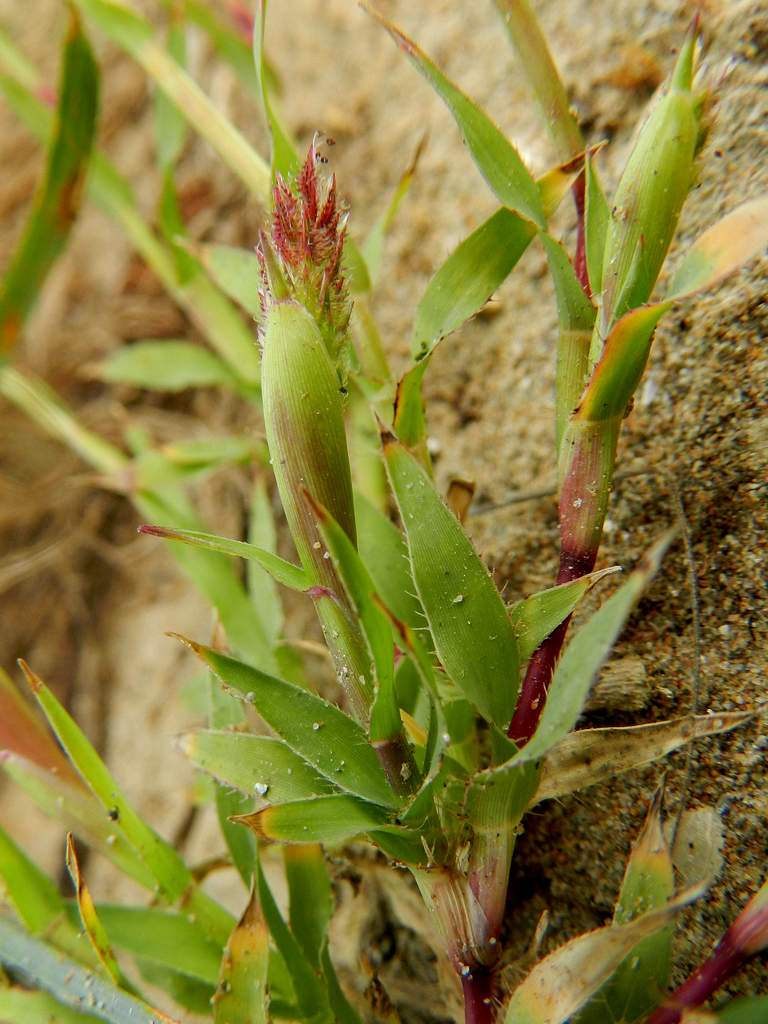 Tragus racemosus / Lappola